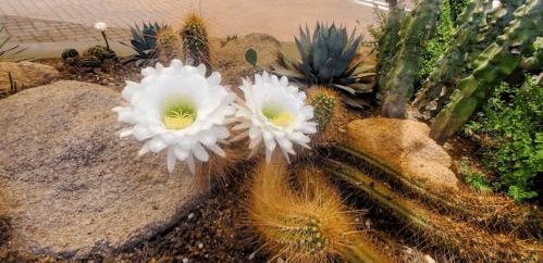 Two large white cactus flowers bloom among various cacti and rocks in a desert garden setting.